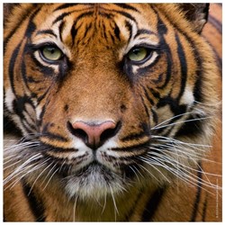 Heye (29632) - "Tiger" - 100 pieces puzzle