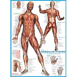 Eurographics (6000-2015) - "The Muscular System" - 1000 pieces puzzle