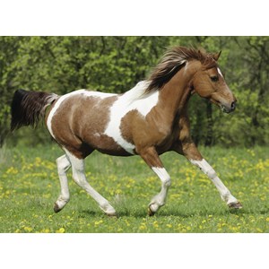 Ravensburger (10848) - "Galloping" - 100 pieces puzzle