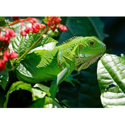 Grafika Kids (00510) - "Iguana" - 300 pieces puzzle