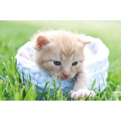 Tactic (53338) - "Kitten" - 500 pieces puzzle