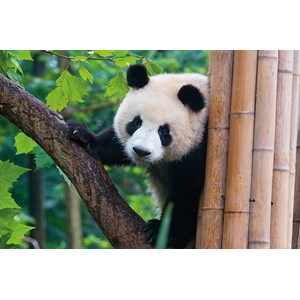 Tactic (53558) - "Panda" - 500 pieces puzzle