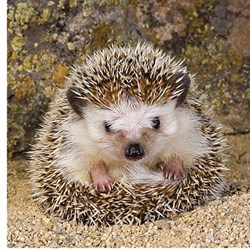 Ravensburger (15224) - "Cute Hedgehog" - 500 pieces puzzle