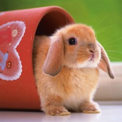 Ravensburger (15223) - "Cute Little Bunny" - 500 pieces puzzle