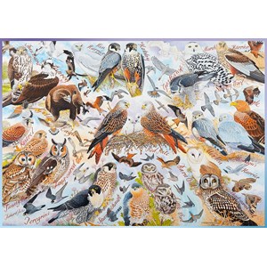 Ravensburger (19559) - "Birds of Prey" - 1000 pieces puzzle