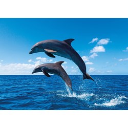 Tactic (53864) - "Dolphin Paradise" - 1000 pieces puzzle