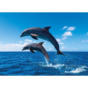 Tactic (53864) - "Dolphin Paradise" - 1000 pieces puzzle