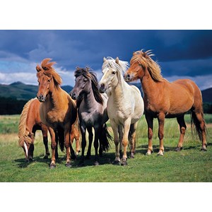 Tactic (53929) - "Camargue Horses" - 1000 pieces puzzle