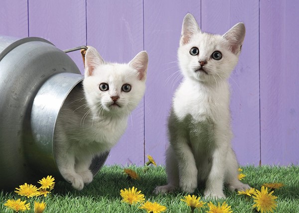 Schmidt Spiele (57361) - "Cat Sisters" - 500 pieces puzzle