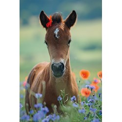 Schmidt Spiele (56196) - "My Dear Foal" - 150 pieces puzzle
