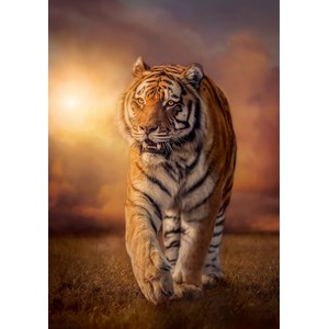 Clementoni (31806) - "Tiger" - 1500 pieces puzzle