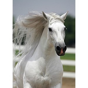 Art Puzzle (4188) - "White Horse" - 500 pieces puzzle