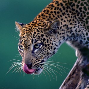 Heye (29421) - "Leopard" - 1000 pieces puzzle