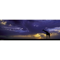 Heye (29471) - Alexander von Humboldt: "Sunset" - 1000 pieces puzzle