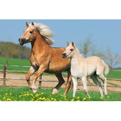 Schmidt Spiele (55588) - "Horses" - 26 48 pieces puzzle