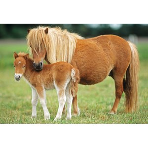 Schmidt Spiele (55588) - "Horses" - 26 48 pieces puzzle