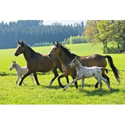 Schmidt Spiele (55588) - "Horses" - 26 48 pieces puzzle
