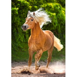 Castorland (B-52981) - "Running Haflinger" - 500 pieces puzzle