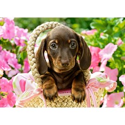 Castorland (B-27514) - "Cute Dachshund" - 260 pieces puzzle