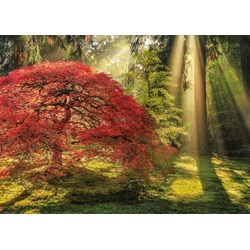 Heye (29855) - Aaron Reed: "Guiding Light" - 1000 pieces puzzle