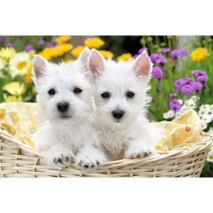 Ravensburger (13074) - "West Highland White Terriers" - 300 pieces puzzle