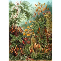 Puzzle Michele Wilson (A736-350) - Ernst Haeckel: "Ernst Haeckel" - 350 pieces puzzle
