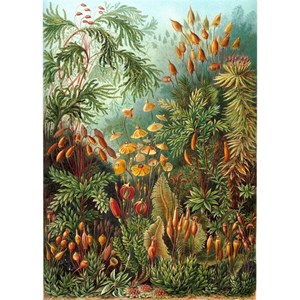 Puzzle Michele Wilson (A736-350) - Ernst Haeckel: "Ernst Haeckel" - 350 pieces puzzle