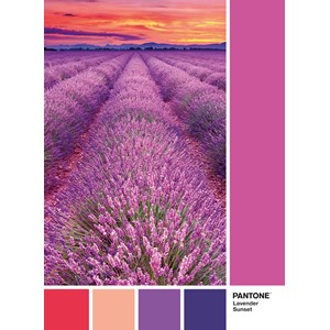 Clementoni (39493) - "Lavender sunset" - 1000 pieces puzzle