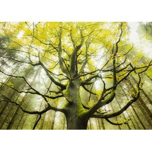 Schmidt Spiele (59669) - Stefan Hefele: "Dream Tree" - 1000 pieces puzzle