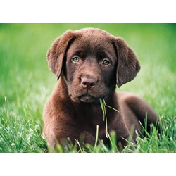 Clementoni (35072) - "Chocolate Puppy" - 500 pieces puzzle