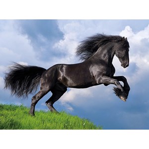 Clementoni (35071) - "Black Horse" - 500 pieces puzzle