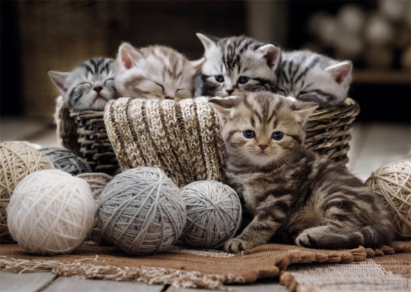 Nathan (877904) - "Kittens" - 1500 pieces puzzle