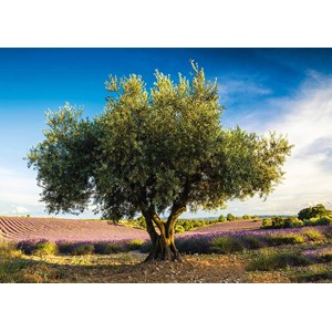 Schmidt Spiele (58357) - "Olive Tree in Provence" - 1000 pieces puzzle