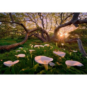 Heye (29906) - "Calla Clearing" - 1000 pieces puzzle