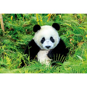 Educa (17082) - "Panda Bear" - 500 pieces puzzle
