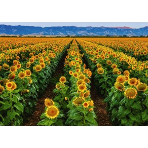 Ravensburger (15288) - Susan Taylor: "Field of Sunflowers" - 1000 pieces puzzle