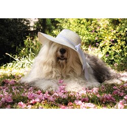 Jumbo (18515) - "Sophie the Dog" - 200 pieces puzzle