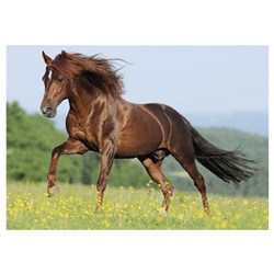 Dino (50241) - "Horse in a Meadow" - 500 pieces puzzle