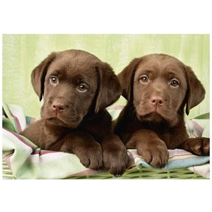 Dino (50244) - "Labradors" - 500 pieces puzzle