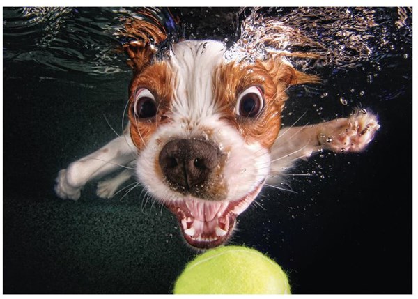 Dino (50245) - "Puppy underwater" - 500 pieces puzzle