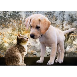 Bluebird Puzzle (70004) - "Kitten and Puppy" - 500 pieces puzzle