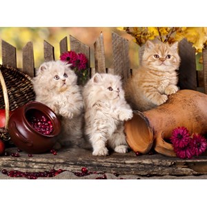 Grafika (01142) - "Persian kittens" - 2000 pieces puzzle