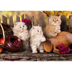Grafika (01143) - "Persian kittens" - 1000 pieces puzzle