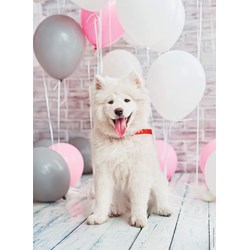 Nathan (87242) - "Samoyed Dog" - 500 pieces puzzle