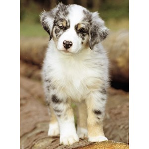 Nathan (87235) - "Australian Shepherd" - 500 pieces puzzle