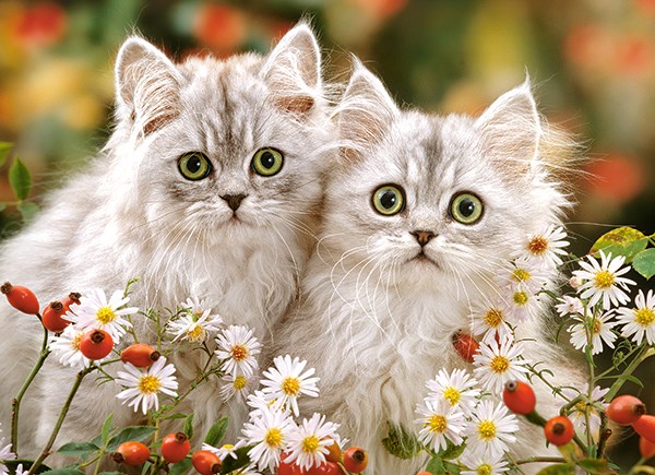 Castorland (B-222131) - "Persian Kittens" - 200 pieces puzzle