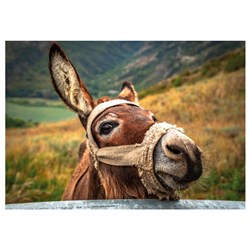 Dino (50248) - "Donkey" - 500 pieces puzzle