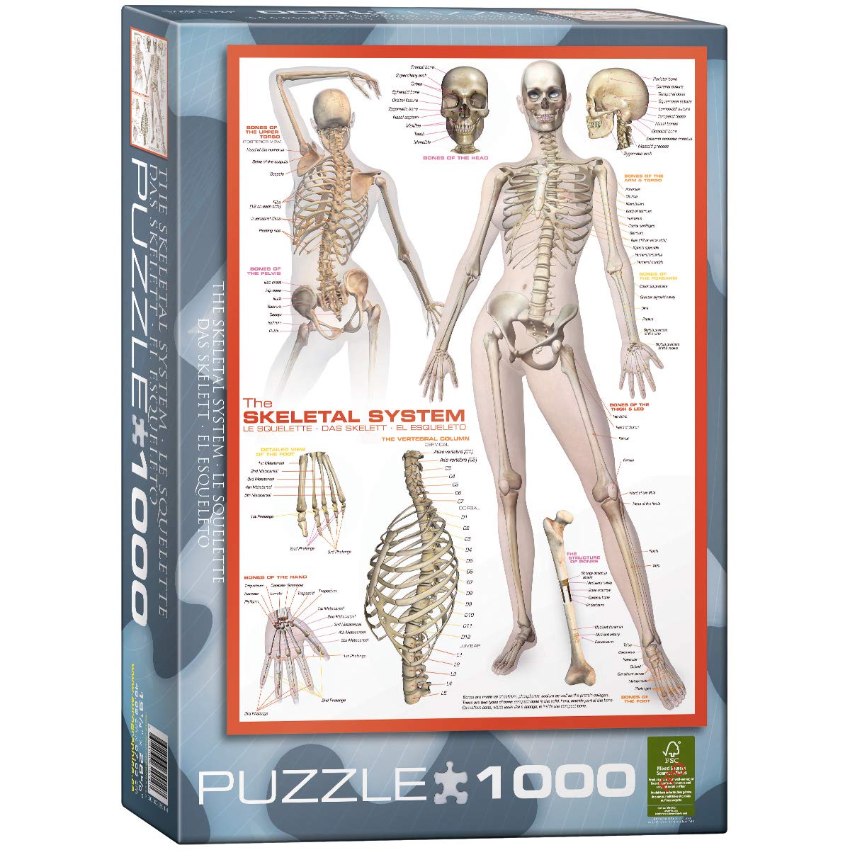 The Muscular System EG60002015 Eurographics  1000 Piece Jigsaw Puzzle 