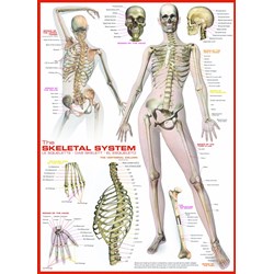 Eurographics (6000-2014) - "The Skeletal System" - 1000 pieces puzzle