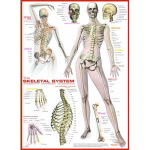 Eurographics (6000-2014) - "The Skeletal System" - 1000 pieces puzzle